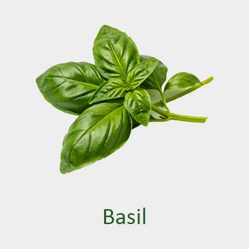 Basil