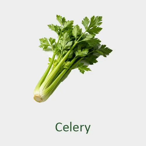 Celery