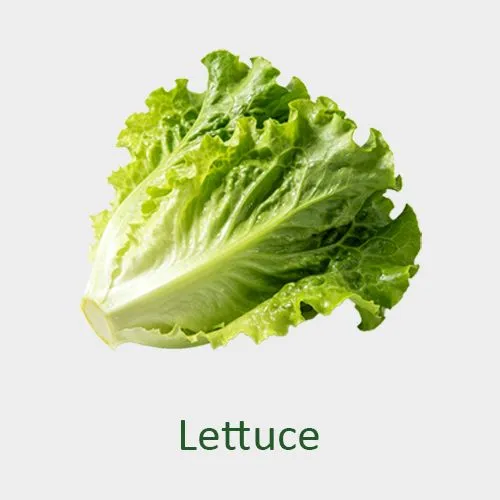 Lettuce
